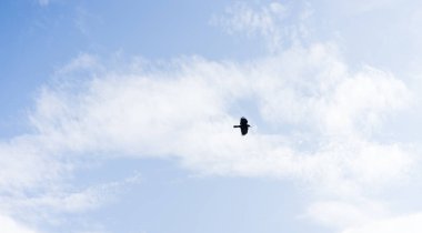 Gökyüzünde uçan karga