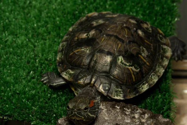 Turtle sitting on artificial grass — Stock Photo, Image