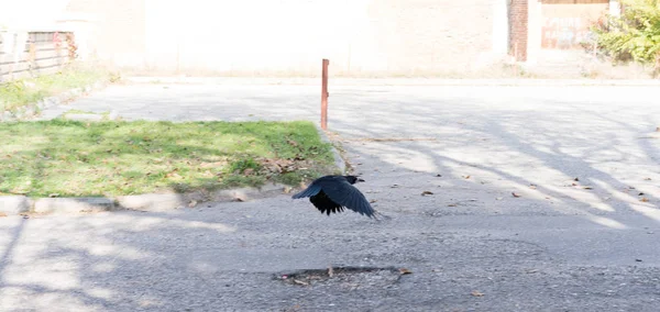 Cuervo volando bajo sobre el suelo — Foto de Stock