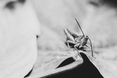 Çekirge yaprağın üzerinde oturuyor. Makro fotoğraf.