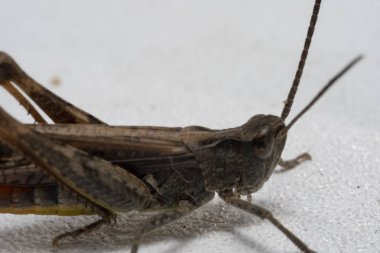 Çekirge beyaz bir yüzeyde oturuyor. Makro fotoğraf.