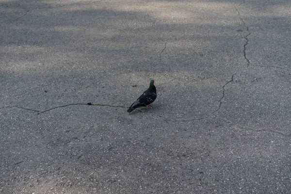 Pigeon stands on the pavement — Stock Photo, Image