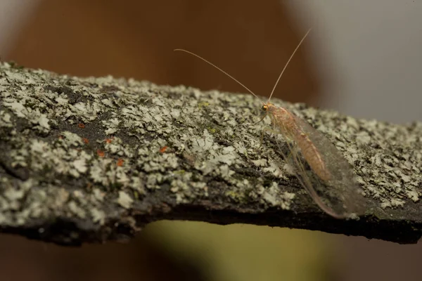 나무껍질에 기어다니는 곤충 — 스톡 사진