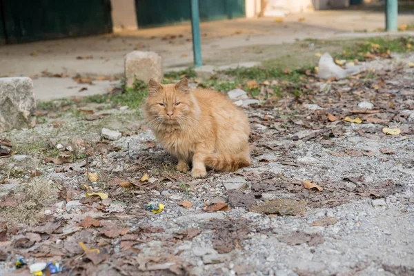 Rote Katze sitzt auf dem Boden — Stockfoto