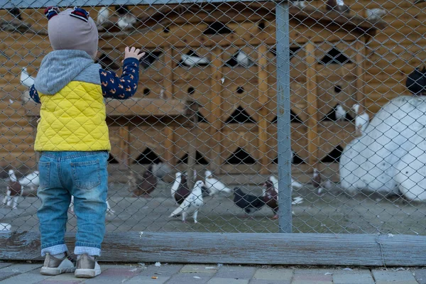 Dziecko patrzy na gołębie przez sieć. — Zdjęcie stockowe