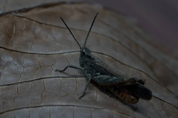 Grasshopper sentado en una hoja de un árbol. Macro foto . —  Fotos de Stock