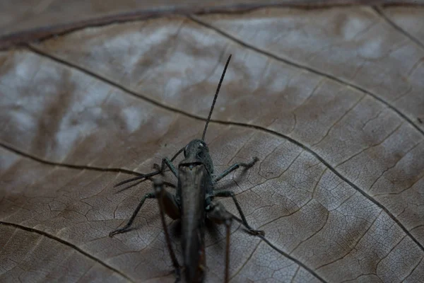 메뚜기가 나뭇잎 위에 앉아 있습니다. 매크로 사진. — 스톡 사진
