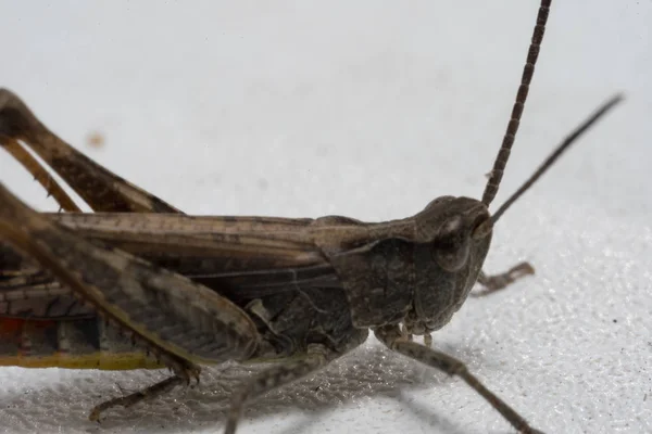 Grasshopper zittend op een wit oppervlak. Macro foto. — Stockfoto