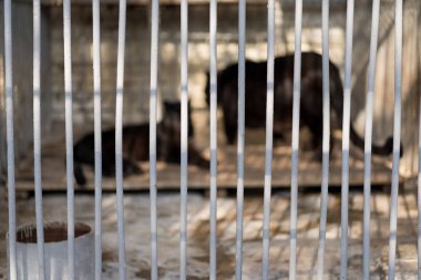 İçinde bir hayvan olan kafes.