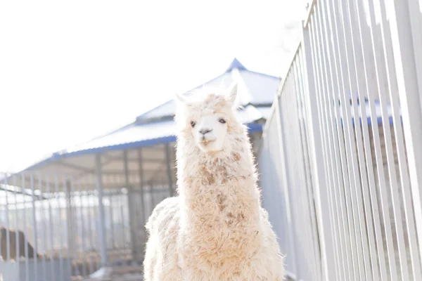 Lama se mueve por el territorio de su pajarera — Foto de Stock