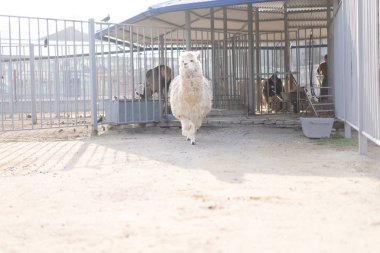 Lama kuşhanesinin etrafında dolaşıyor.