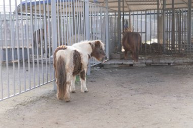 Beyaz-kahverengi midilli sağa bakıyor..
