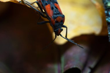 Pyrrhocoris apterus bir yapraktan aşağıya bakar.