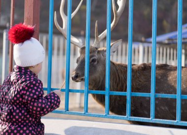 Bir çocuk hayvanat bahçesinde bir geyiği besler.