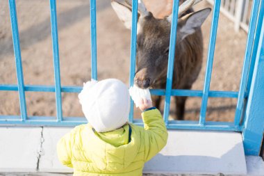 Bir çocuk hayvanat bahçesinde bir geyiği besler.