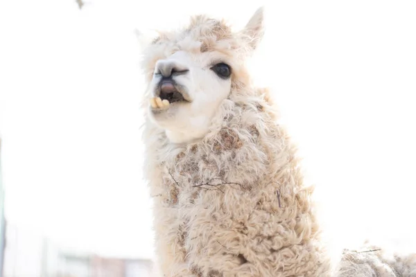 Lama nos muestra sus dientes — Foto de Stock