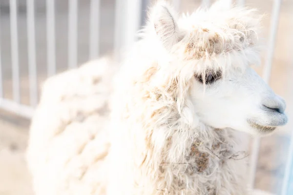 Llama is at the zoo and looks to the side. — Stock Photo, Image