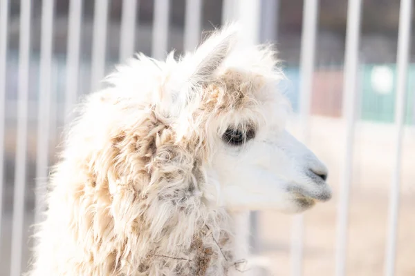 Llama está no zoológico e olha para o lado . — Fotografia de Stock