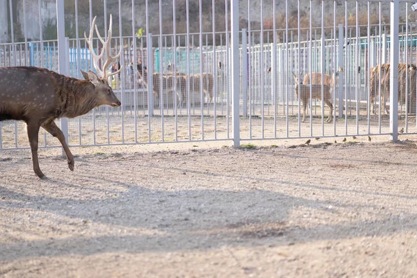 Deer goes right moving on the ground