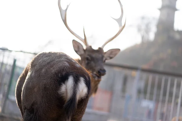 Little tail of a deer turned back — Stock Photo, Image