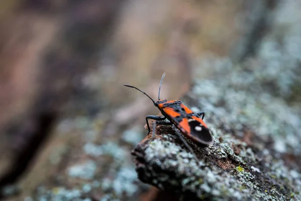 Pyrrhocoris apterus est assis sur une écorce d'arbre — Photo