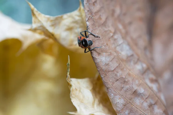 Pyrhocoris apterus porusza się wzdłuż liścia drzewa — Zdjęcie stockowe