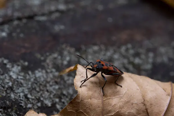 Pyrhocoris apterus porusza się wzdłuż liścia drzewa — Zdjęcie stockowe