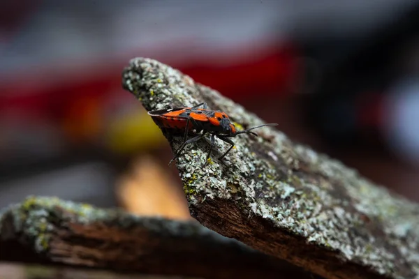 Pyrrhocoris apterus sits on a tree bark — Stock Photo, Image