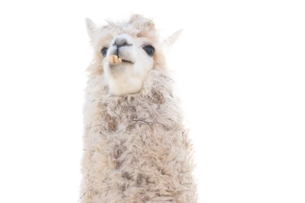Lama looks down on us Royalty Free Stock Images
