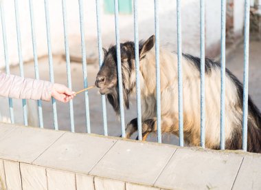 Keçi, insanın elinden yer.
