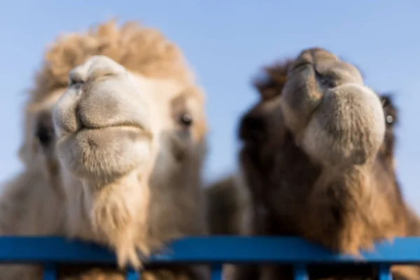 Camelos a espreitar da gaiola — Fotografia de Stock