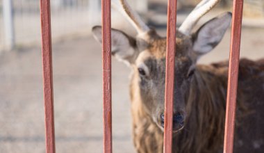 Hangi geyiğin tutsak olduğu kafesin arkasında