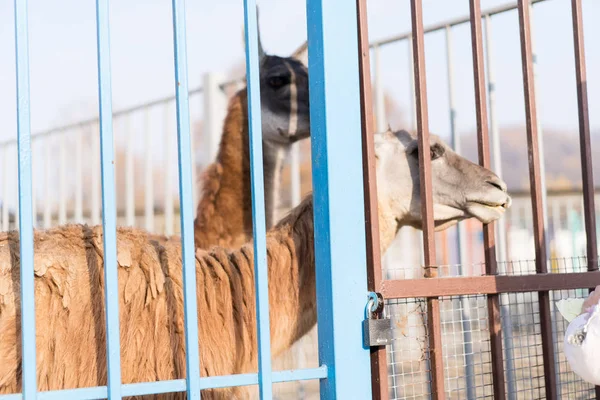 Llama peeks out of a cage at the zoo