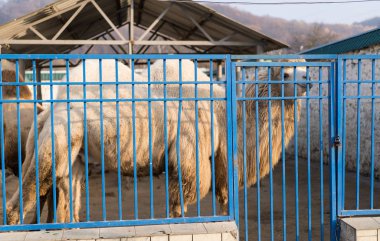 Arkasında devenin olduğu hayvanat bahçesi kafesi.