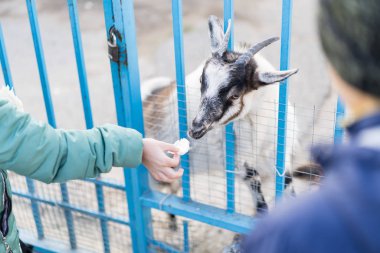 Çocuklar hayvanat bahçesinde keçi besler.