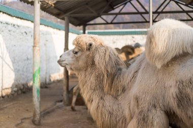 Hayvanat bahçesinde üç deve yaşar.