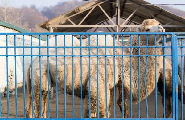 Зоопарк клетка, за которой верблюд — стоковое фото