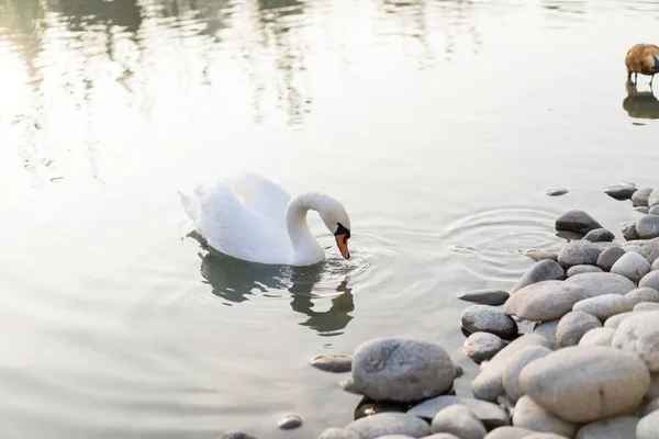 Swan swims in the pond