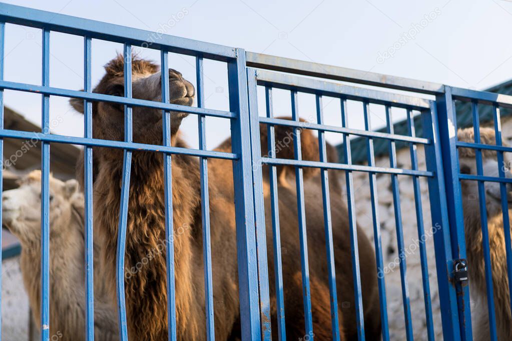 The zoo cage behind which the camel