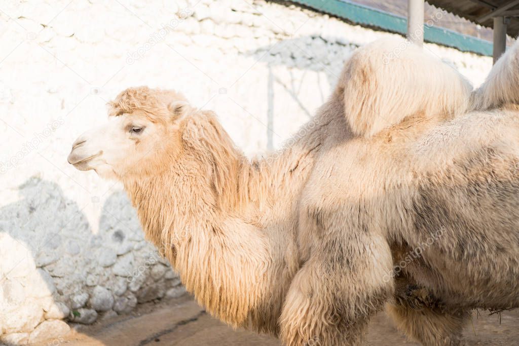 Three camels live in a zoo