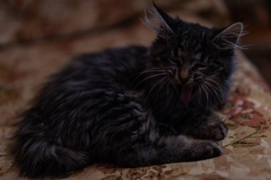 Kedi yavrusu kanepede yatıyor.