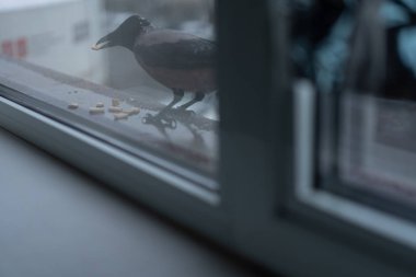 Kargalar kışın pencerenin dışında yemek yerler.