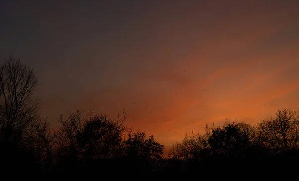 새와 나무가 있는 석양 하늘. — 스톡 사진