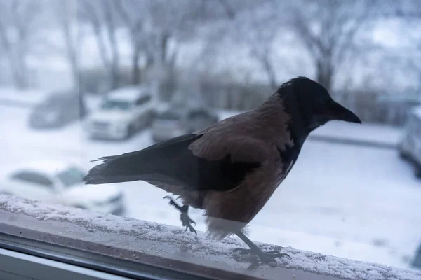 Corvo caminha no peitoril da janela fora da janela — Fotografia de Stock