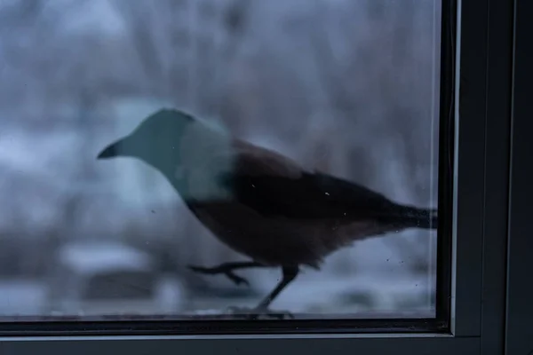 Crow eating outside the window in winter