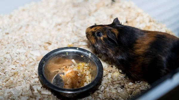 Hamster eats from his bowl