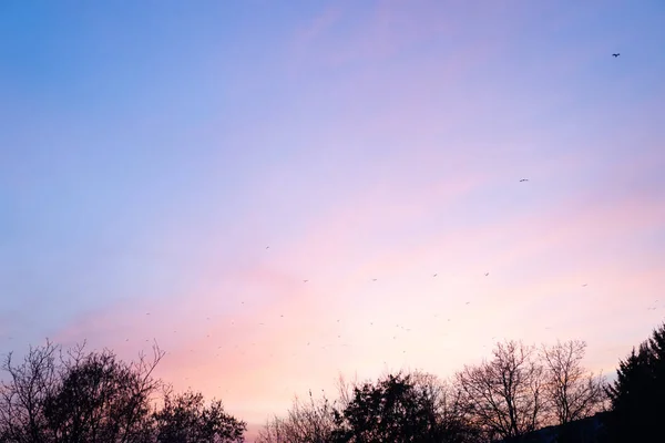 Purple sky at sunset and a flock of birds
