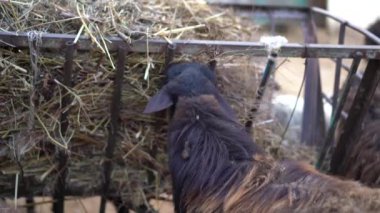 Bir arşivin çiçek ve tomurcuğu. Makro fotoğrafçılık