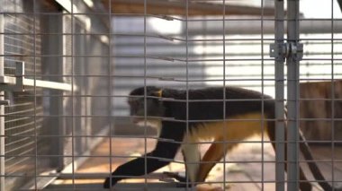 Bir arşivin çiçek ve tomurcuğu. Makro fotoğrafçılık