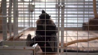 Bir arşivin çiçek ve tomurcuğu. Makro fotoğrafçılık